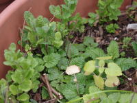 ミントの鼻蒸し